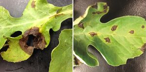 uploads/images/disease/Gummy blight of watermelon.jpg